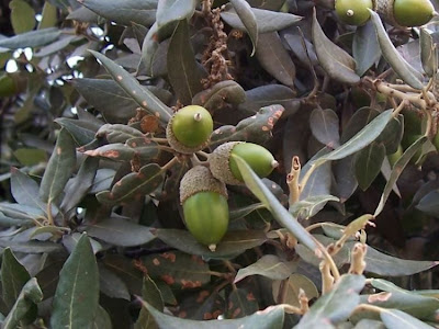 Quercus ilex,
ch&ecirc;ne vert,
Elce,
encina,
evergreen oak,
holly oak,
holm oak,
Ilici,
Leccio