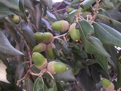 Quercus ilex,
ch&ecirc;ne vert,
Elce,
encina,
evergreen oak,
holly oak,
holm oak,
Ilici,
Leccio