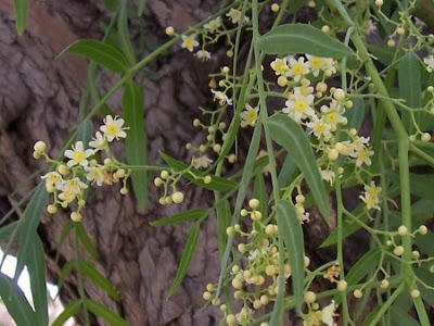 Aguaribai Aguaribai