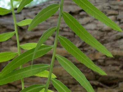 Aguaribai Aguaribai