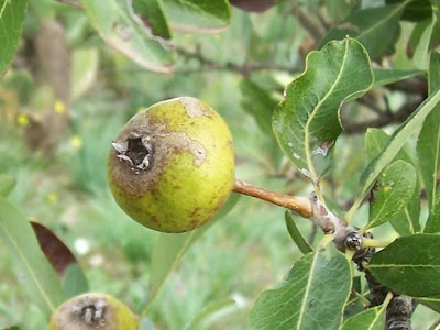 Almond-leaf Pear, Pyrus amygdaliformis Almond-leaf Pear, Pyrus amygdaliformis