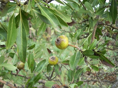 Almond-leaf Pear, Pyrus amygdaliformis Almond-leaf Pear, Pyrus amygdaliformis