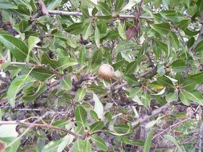Almond-leaf Pear, Pyrus amygdaliformis Almond-leaf Pear, Pyrus amygdaliformis