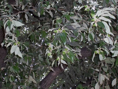 Quercus ilex,
ch&ecirc;ne vert,
Elce,
encina,
evergreen oak,
holly oak,
holm oak,
Ilici,
Leccio