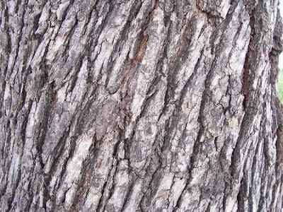 Quercus ilex,
ch&ecirc;ne vert,
Elce,
encina,
evergreen oak,
holly oak,
holm oak,
Ilici,
Leccio