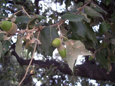Quercus ilex,
ch&ecirc;ne vert,
Elce,
encina,
evergreen oak,
holly oak,
holm oak,
Ilici,
Leccio