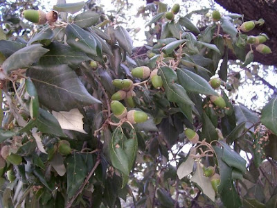 Quercus ilex,
ch&ecirc;ne vert,
Elce,
encina,
evergreen oak,
holly oak,
holm oak,
Ilici,
Leccio