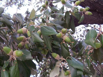 Quercus ilex,
ch&ecirc;ne vert,
Elce,
encina,
evergreen oak,
holly oak,
holm oak,
Ilici,
Leccio