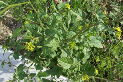Yellow Mustard Yellow Mustard