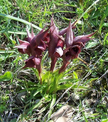 Eastern Tongue Orchid