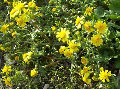 Coastal Ragwort Coastal Ragwort