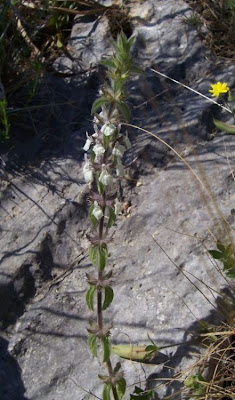 Common Sideritis Common Sideritis