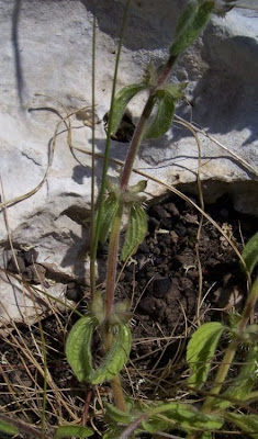 Sideritis romana L.