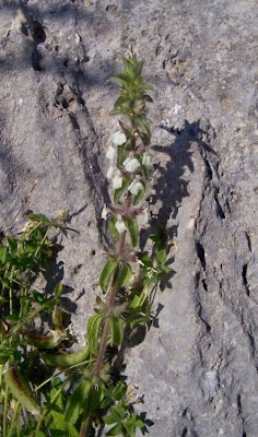 Sideritis romana L.