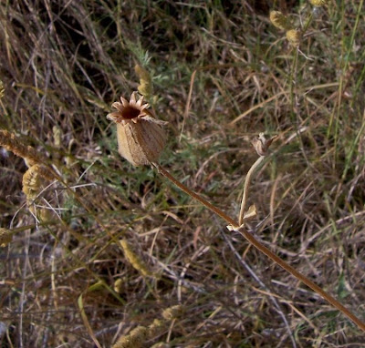 Bladder-campion Bladder-campion