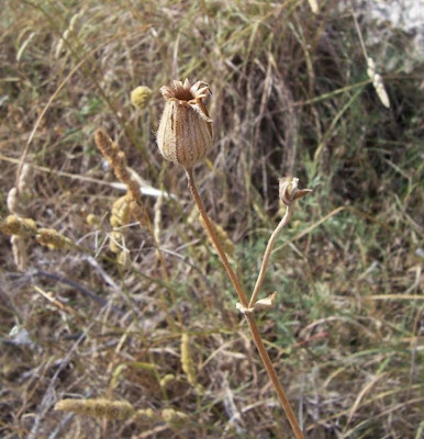 Bladder-campion Bladder-campion