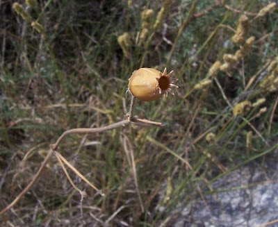 Bladder-campion Bladder-campion