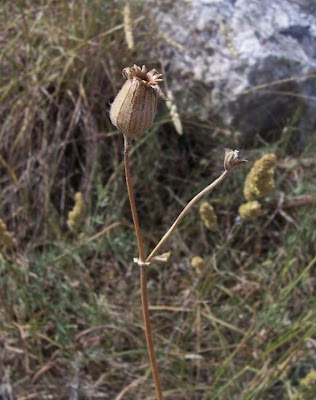 Bladder-campion Bladder-campion