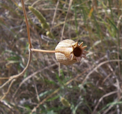 Bladder-campion Bladder-campion