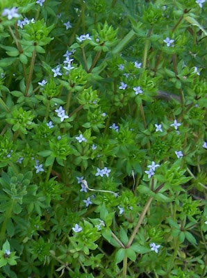 Blue fieldmadder Blue fieldmadder