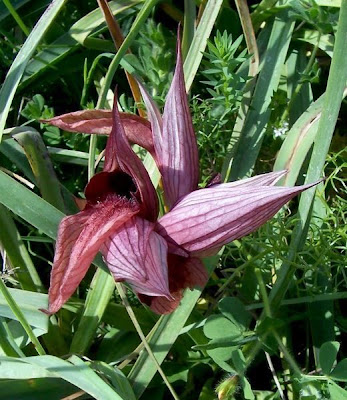Eastern Tongue Orchid