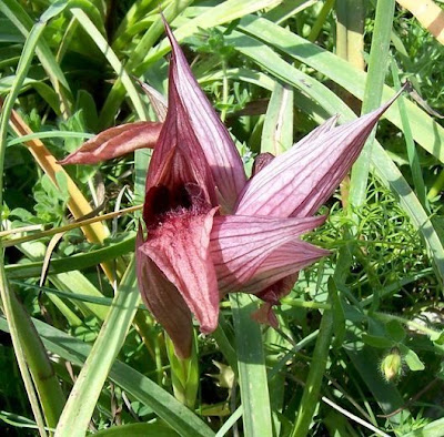 Eastern Tongue Orchid