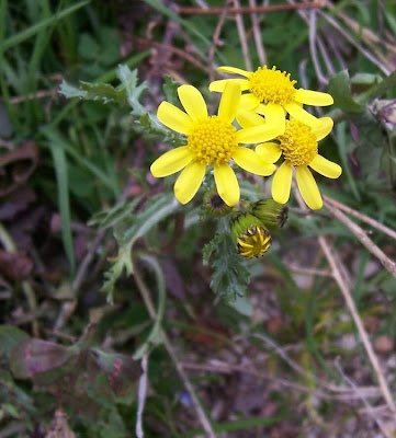 Coastal Ragwort Coastal Ragwort