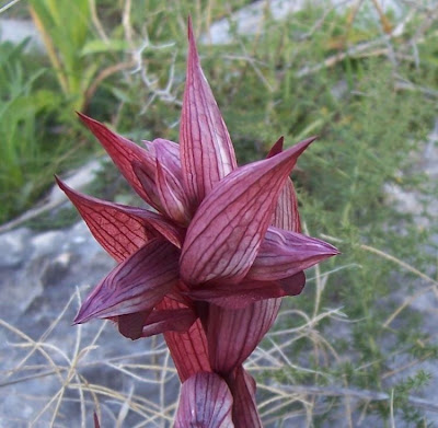 Eastern Tongue Orchid