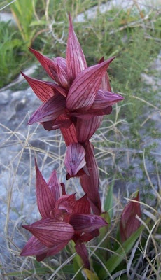 Eastern Tongue Orchid
