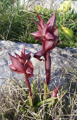 Eastern Tongue Orchid