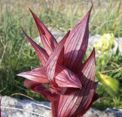 Eastern Tongue Orchid