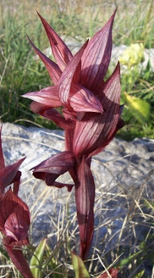 Eastern Tongue Orchid