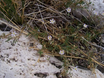 Salt sandspurry