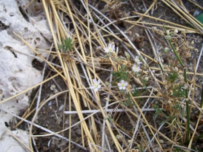 Salt sandspurry