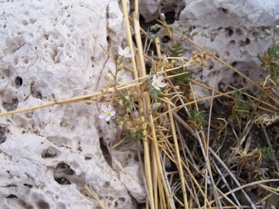 Salt sandspurry