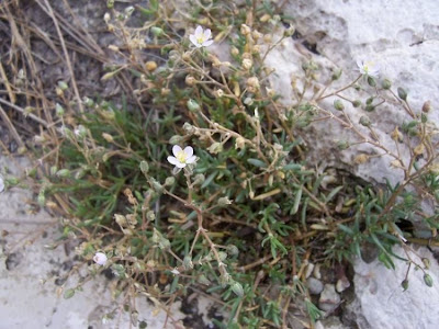 Salt sandspurry