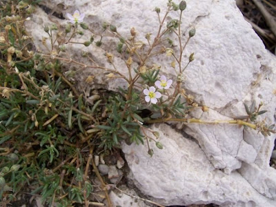 Salt sandspurry