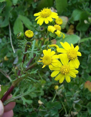 Coastal Ragwort Coastal Ragwort