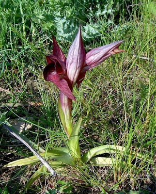 Apulian Tongue Orchid Apulian Tongue Orchid