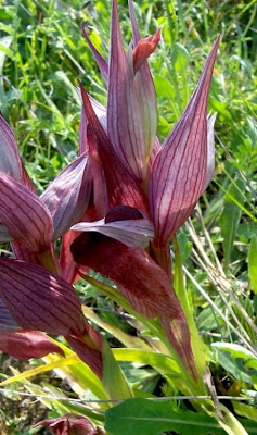 Apulian Tongue Orchid Apulian Tongue Orchid