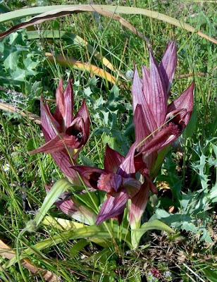Apulian Tongue Orchid Apulian Tongue Orchid