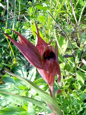 Apulian Tongue Orchid Apulian Tongue Orchid