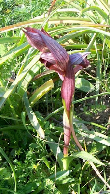 Apulian Tongue Orchid Apulian Tongue Orchid