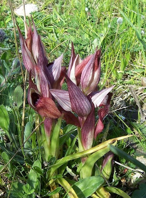 Eastern Tongue Orchid