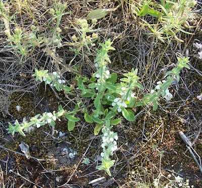 Sideritis romana L.