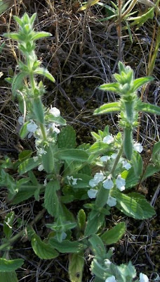 Sideritis romana L.