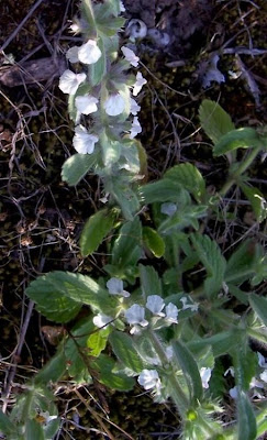 Sideritis romana L.