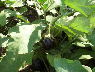 Brinjal eggplant