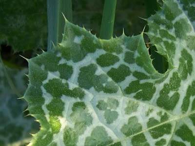 Blessed milk-thistle Blessed milk-thistle