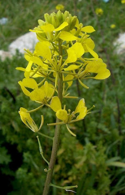 Yellow Mustard Yellow Mustard